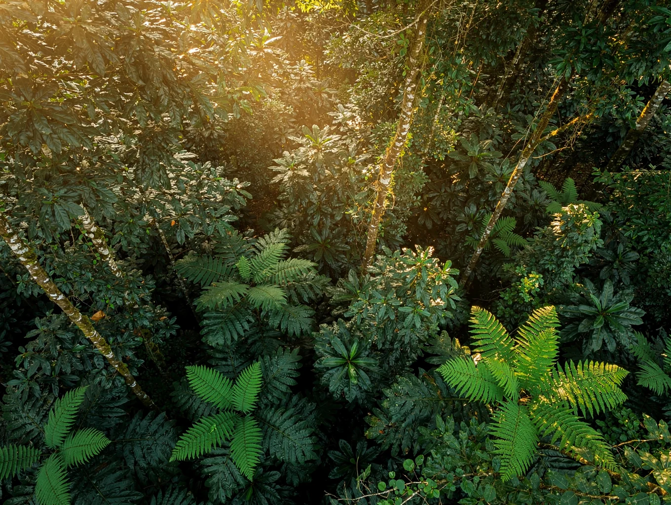 Lush dense tropical forest canopy with filtered equatorial sunlight in Buea, Cameroon