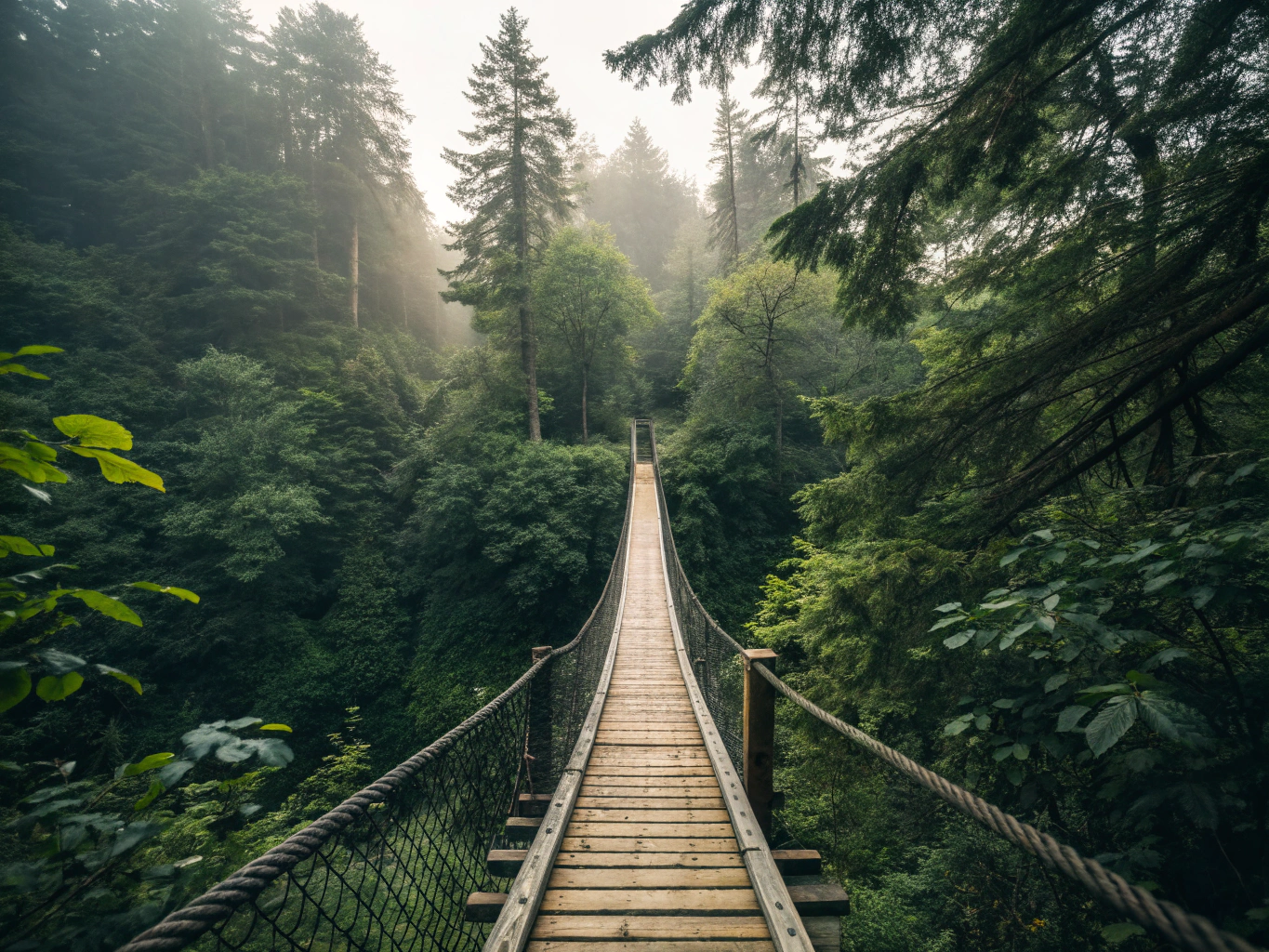 Timber and rope suspension cross-over bridge traversing a verdant rainforest gorge