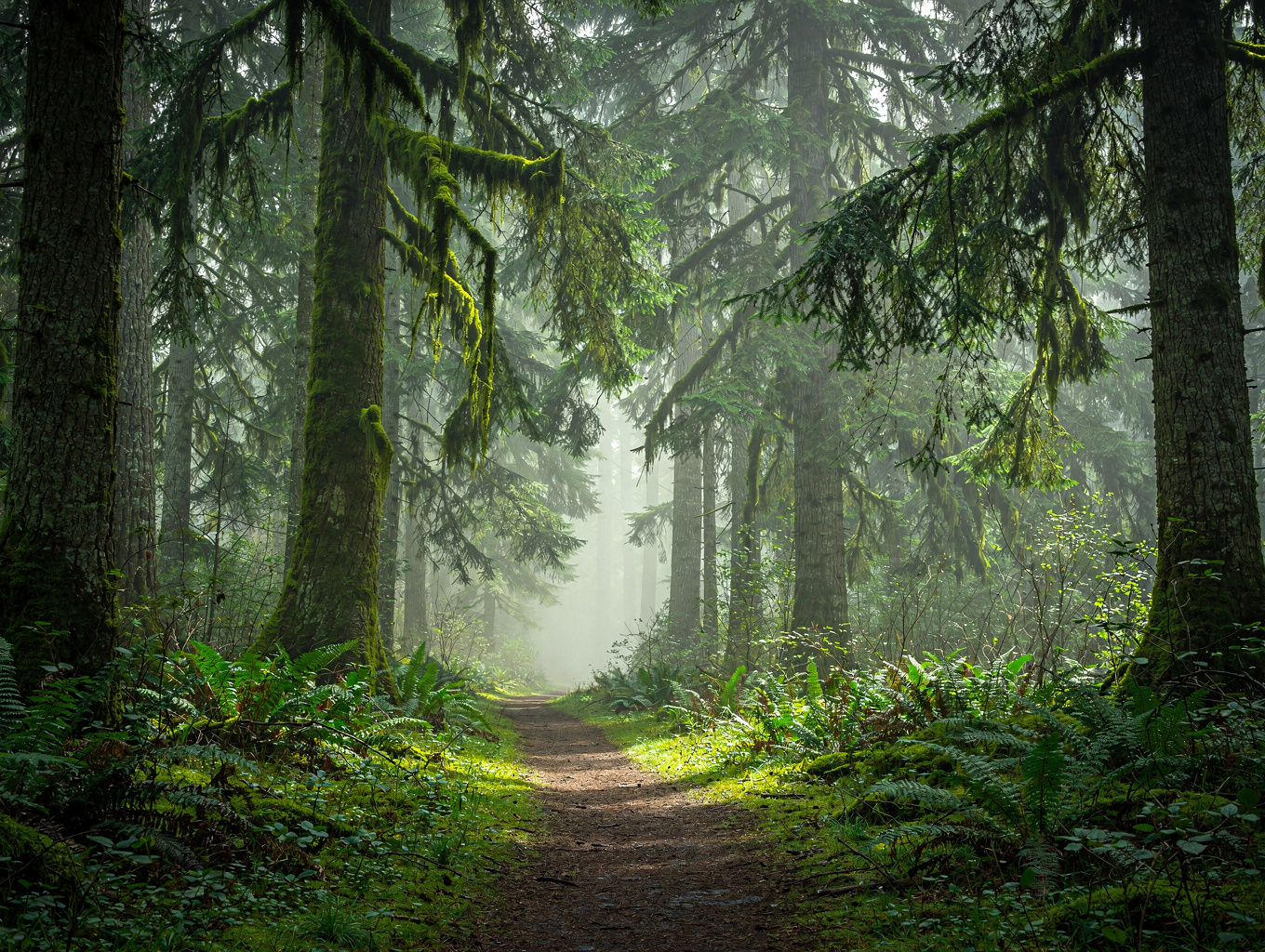 Untamed lush tropical mountain rainforest peninsula surrounded by clear natural river currents